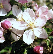 apple blossom