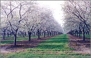  Blooming Cherries 