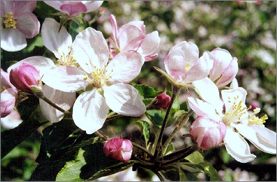  apple blossoms 