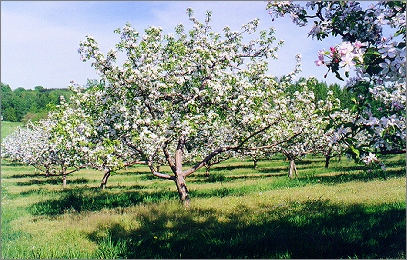  apple trees 