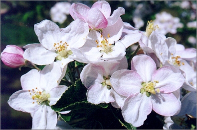  apple blossoms 