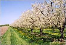  tart cherry bloom 2003 