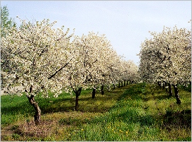  bloom May 2003 