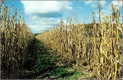  corn field in autumn 