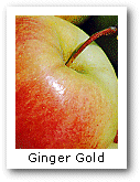  Ginger Gold 