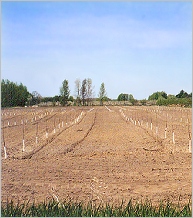  new trees 