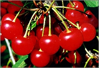  Montmorency cherries 