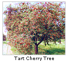 Montmorency Cherries