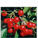  Tart cherries 